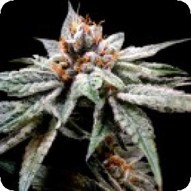 DJs Gold Feminised Seeds DJs Gold Feminised Seeds
