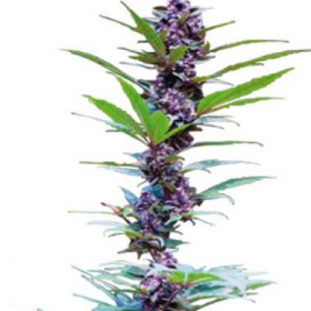 Deluxe Mix Feminised Seeds Deluxe Mix Feminised Seeds