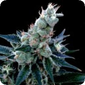 Double Alien 18 Feminised Seeds Double Alien 18 Feminised Seeds