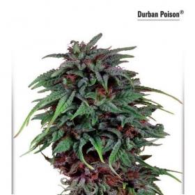 Durban Poison Feminised Seeds Durban Poison Feminised Seeds