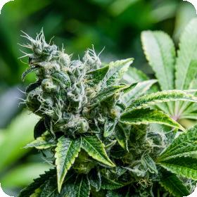 Eden CBD Feminised Seeds Eden CBD Feminised Seeds