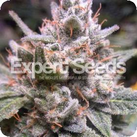 Expert Gorilla Auto Feminised Seeds Expert Gorilla Auto Feminised Seeds