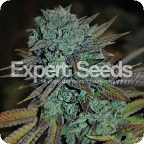 Expert Gorilla Feminised Seeds Expert Gorilla Feminised Seeds