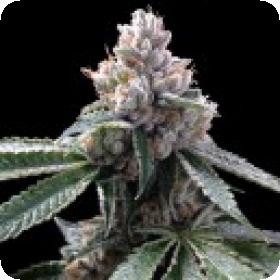 Florida Lemons Feminised Seeds Florida Lemons Feminised Seeds