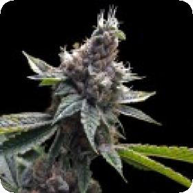 Florida OG Feminised Seeds Florida OG Feminised Seeds