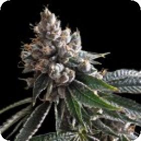 Golden Lemons Feminised Seeds Golden Lemons Feminised Seeds
