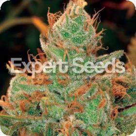 Gorilla Lilly Feminised Seeds Gorilla Lilly Feminised Seeds