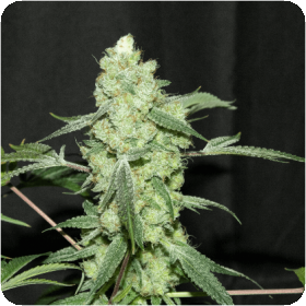 Grape Punch Regular Seeds Grape Punch Regular Seeds