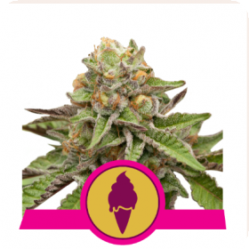 Green Gelato Feminised Seeds Green Gelato Feminised Seeds