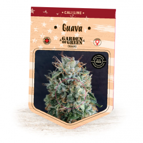 Guava Feminised Seeds Guava Feminised Seeds