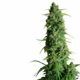 Guys Girl Scout Cookie Glue Auto Feminised Seeds Guys Girl Scout Cookie Glue Auto Feminised Seeds