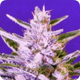 Ice Bomb Feminised Seeds Ice Bomb Feminised Seeds