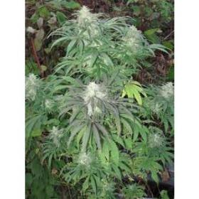 Brains Damage Feminised Seeds Brains Damage Feminised Seeds