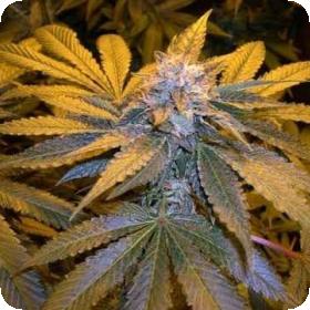 L.A. Confidential Feminised Seeds L.A. Confidential Feminised Seeds