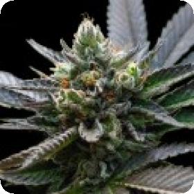 L.A. Sorbet Feminised Seeds (Sorbet Collection) Seeds L.A. Sorbet Feminised Seeds (Sorbet Collection) Seeds