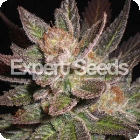 Lavender Feminised Seeds Lavender Feminised Seeds