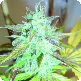 Lemon Haze Auto Feminised Seeds Lemon Haze Auto Feminised Seeds