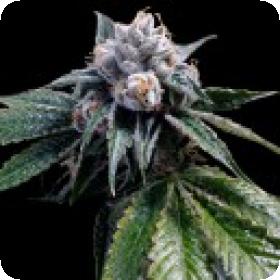 Lemon Walker Feminised Seeds Lemon Walker Feminised Seeds