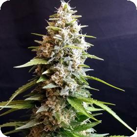 Maltezerz Feminised Seeds Maltezerz Feminised Seeds