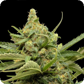 Maxi GOM Auto Feminised Seeds Maxi GOM Auto Feminised Seeds