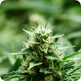 Mexican Candy Feminised Seeds Mexican Candy Feminised Seeds