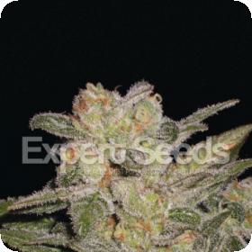 Northern Lights Auto 1 Jpg
