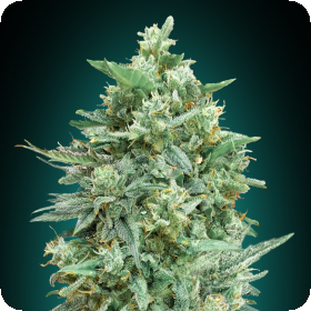Northern Lights X X L Jpg