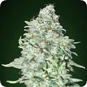 OG Kush SFV Feminised Seeds OG Kush SFV Feminised Seeds