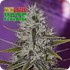 One Love Haze by Little Pepe Feminised Seeds One Love Haze by Little Pepe Feminised Seeds