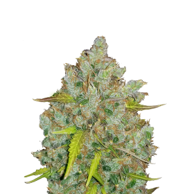 Original Bubble Gum Auto Jpg