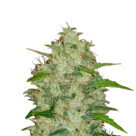 Original Chem Dawg Auto Jpg