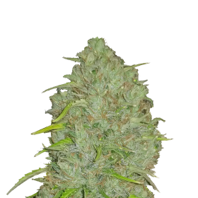 Original Jack Herer Auto Jpg