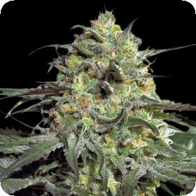 Peyote Cookies Feminised Seeds Peyote Cookies Feminised Seeds