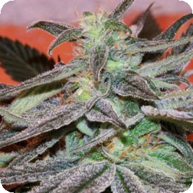 Panama D.C. Regular Seeds Panama D.C. Regular Seeds