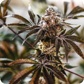 Punch Cake Feminised Seeds Punch Cake Feminised Seeds