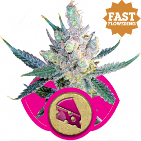 Royal Cheese FAST Version Feminised Seeds Royal Cheese FAST Version Feminised Seeds