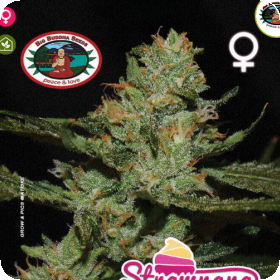 Strawnana Sundae Feminised Seeds Strawnana Sundae Feminised Seeds