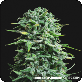 Siberian Haze AUTO Feminised Seeds Siberian Haze AUTO Feminised Seeds