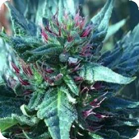 Snowcap Regular Cannabis Seeds Jpg