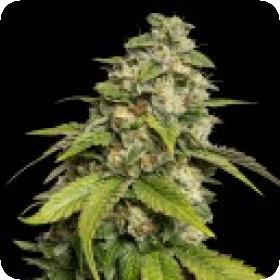 Sour Kush Regular Seeds Sour Kush Regular Seeds