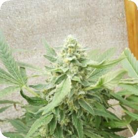 Sweet-O Feminised Seeds (Limited Edition) Seeds Sweet-O Feminised Seeds (Limited Edition) Seeds