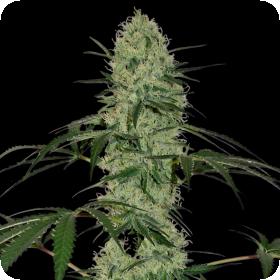 Tangerine Dream AUTO Feminised Seeds Tangerine Dream AUTO Feminised Seeds