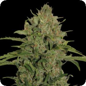 Triple Cheese Feminised Seeds