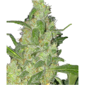 Turing Auto Feminised Seeds Turing Auto Feminised Seeds
