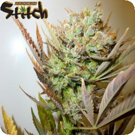 Ace Autoflowering Feminised Seeds Ace Autoflowering Feminised Seeds