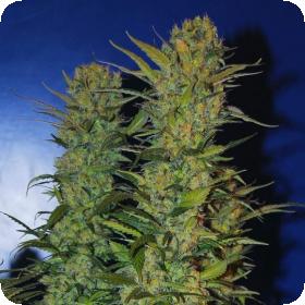 AK-48 Regular Seeds AK-48 Regular Seeds