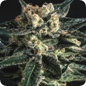 AK47 x SCBDX Feminised Seeds AK47 x SCBDX Feminised Seeds