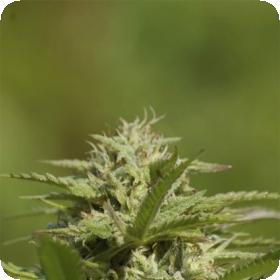 Albino Fire Skunk OG Regular Seeds Albino Fire Skunk OG Regular Seeds