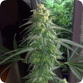 Apollo Eleven Regular Seeds