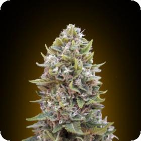 Auto Cheese Berry Feminised Seeds